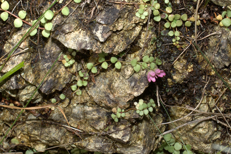 Lysimachia tenella / Centocchio palustre